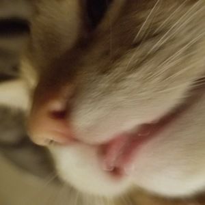 Meet your Posher, Abby